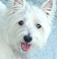 westie picture