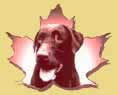 Dressage de Chiens Montreal